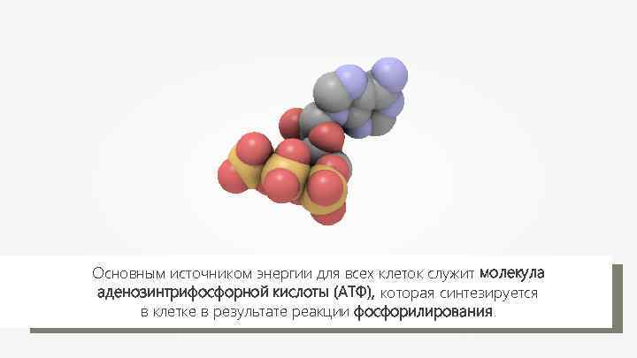 Основным источником энергии для всех клеток служит молекула аденозинтрифосфорной кислоты (АТФ), которая синтезируется в