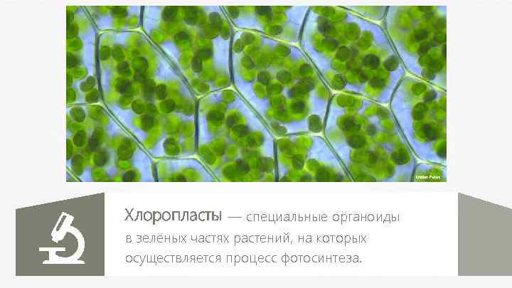 Kristian Peters Хлоропласты — специальные органоиды в зелёных частях растений, на которых осуществляется процесс