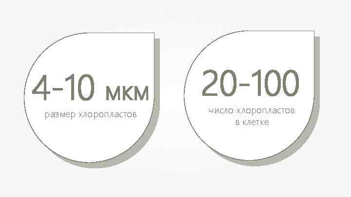 4 -10 мкм размер хлоропластов 20 -100 число хлоропластов в клетке 