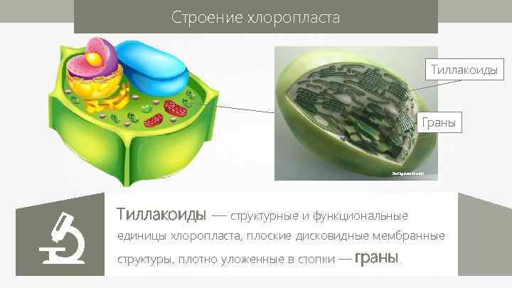 Строение хлоропласта Тиллакоиды Граны Sterilgutassistentin Тиллакоиды — структурные и функциональные единицы хлоропласта, плоские дисковидные