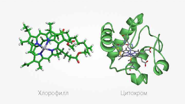 Хлорофилл Цитохром 