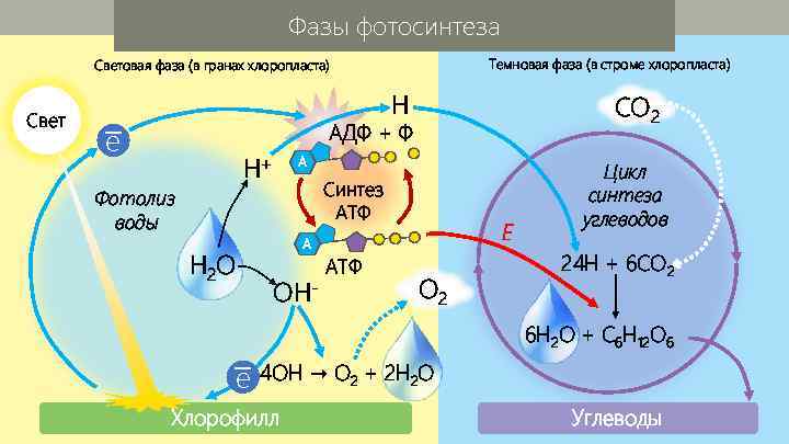 Фазы фотосинтеза Темновая фаза (в строме хлоропласта) Световая фаза (в гранах хлоропласта) Свет H