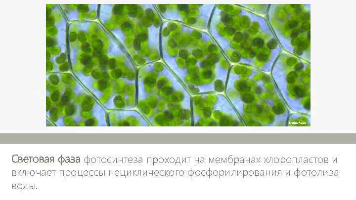 Kristian Peters Световая фаза фотосинтеза проходит на мембранах хлоропластов и включает процессы нециклического фосфорилирования