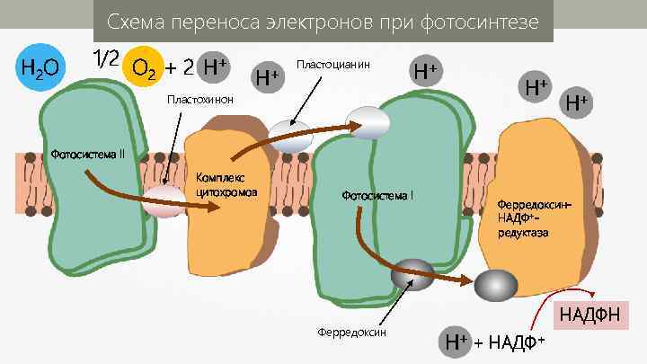 Схема переноса электронов при фотосинтезе H 2 O 1/2 O + 2 H+ 2