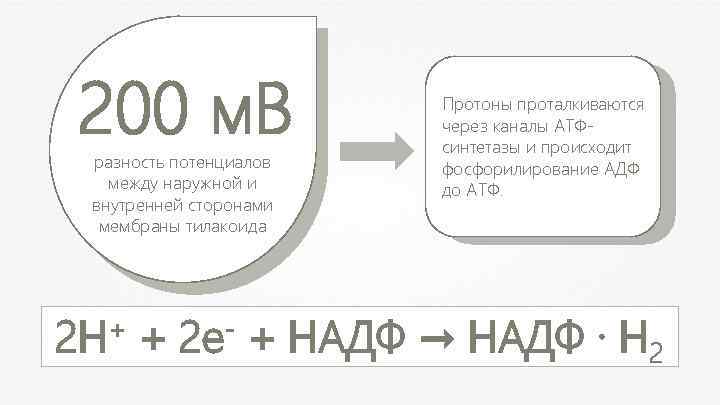 200 м. В разность потенциалов между наружной и внутренней сторонами мембраны тилакоида + 2