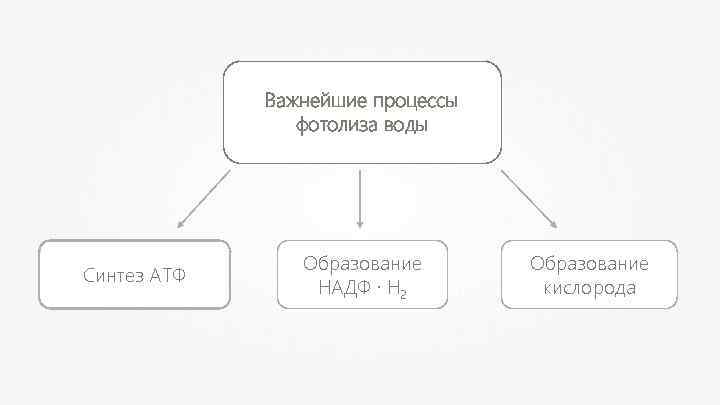 Важнейшие процессы фотолиза воды Синтез АТФ Образование НАДФ ∙ Н 2 Образование кислорода 
