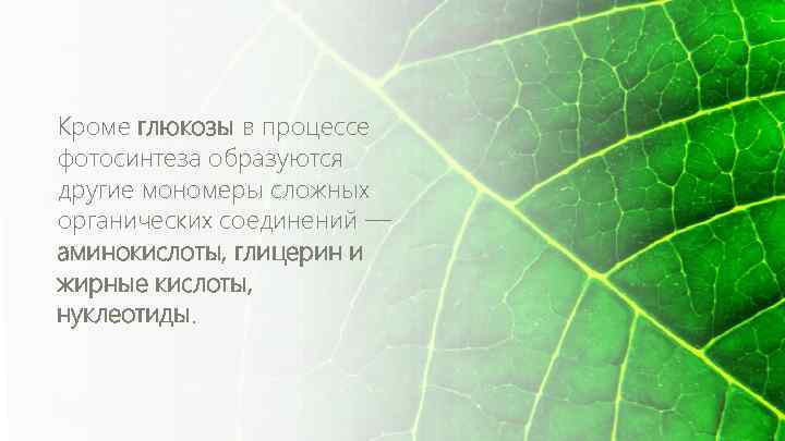 Кроме глюкозы в процессе фотосинтеза образуются другие мономеры сложных органических соединений — аминокислоты, глицерин