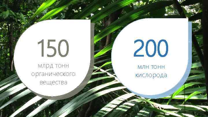 150 млрд тонн органического вещества 200 млн тонн кислорода 
