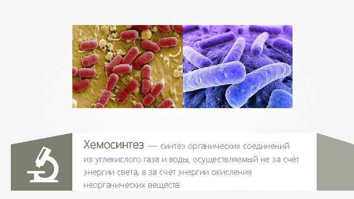 Хемосинтез — синтез органических соединений из углекислого газа и воды, осуществляемый не за счёт