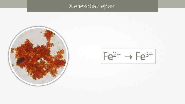 Железобактерии Fe 2+ → Fe 3+ 