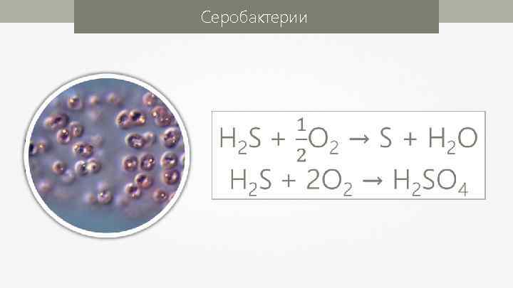 Серобактерии 