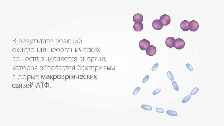 В результате реакций окисления неорганических веществ выделяется энергия, которая запасается бактериями в форме макроэргических