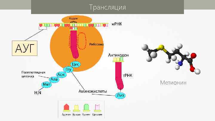Синтез полипептидной. Метионин старт кодон. Трансляция РНК Синтез белка в клетке. Стартовый кодон МРНК. Старт кодон ДНК.