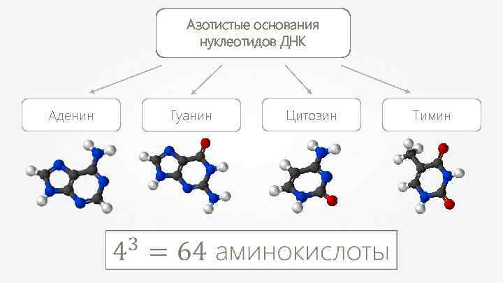 В днк входят азотистые основания