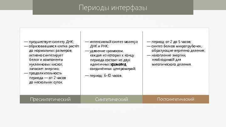 Периоды интерфазы — предшествует синтезу ДНК; — образовавшаяся клетка растёт до нормальных размеров, активно