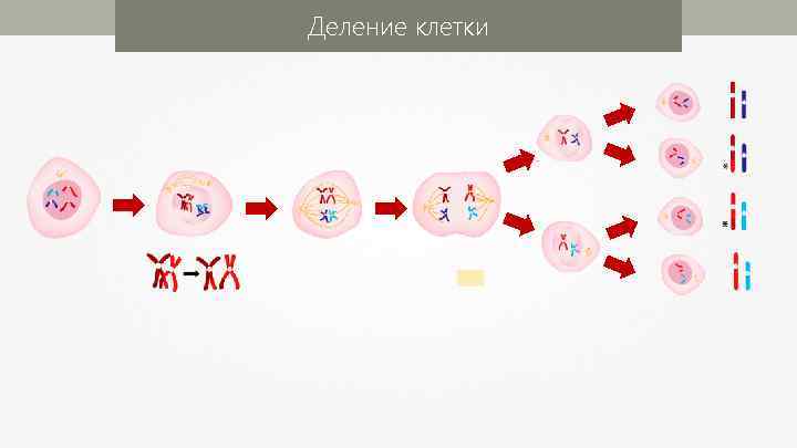 Деление клетки 