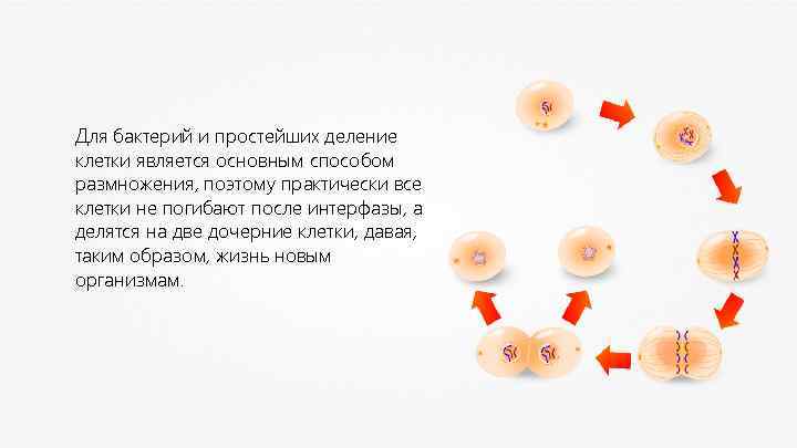 Для бактерий и простейших деление клетки является основным способом размножения, поэтому практически все клетки