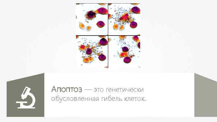 Апоптоз — это генетически обусловленная гибель клеток. 