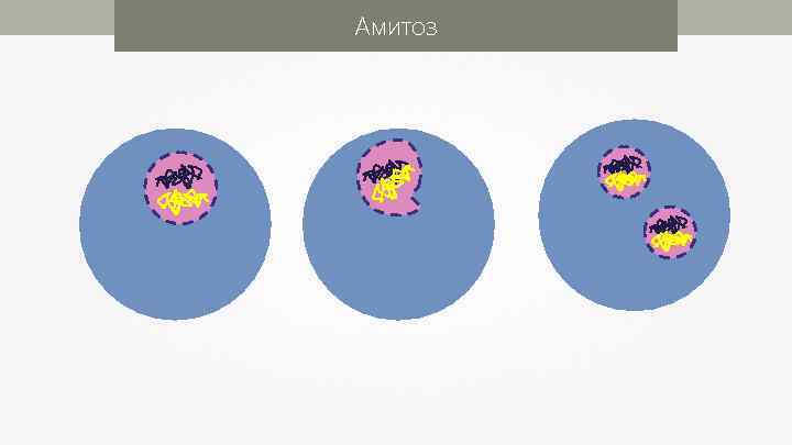 Амитозом делятся. Митоз и амитоз. Амитоз схема. Амитоз рисунок. Патологии митоза амитоз эндомитоз политения.