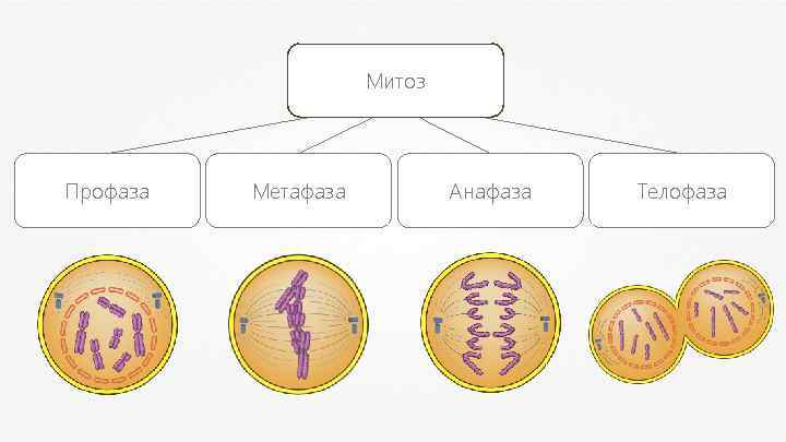 Митоз Профаза Метафаза Анафаза Телофаза 