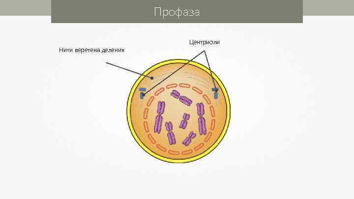 Профаза Нити веретена деления Центриоли 