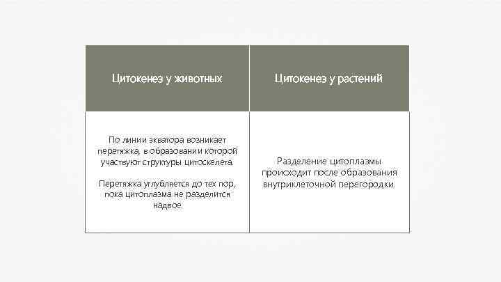 Цитокенез у животных По линии экватора возникает перетяжка, в образовании которой участвуют структуры цитоскелета.