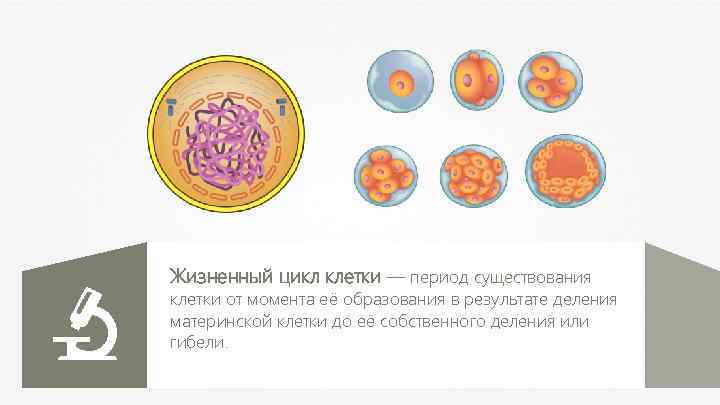 Жизненный цикл клетки — период существования клетки от момента её образования в результате деления