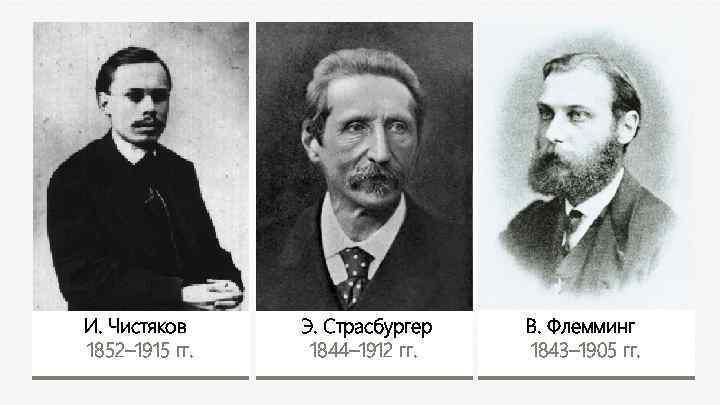 И. Чистяков 1852– 1915 гг. Э. Страсбургер 1844– 1912 гг. В. Флемминг 1843– 1905