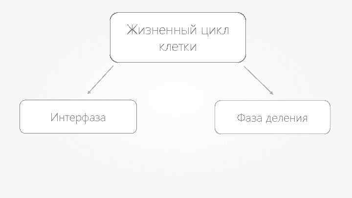 Жизненный цикл клетки Интерфаза Фаза деления 