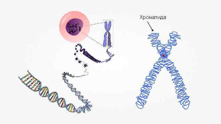 Хроматида 