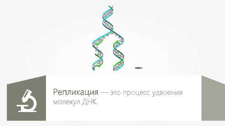 Madprice Репликация — это процесс удвоения молекул ДНК. 