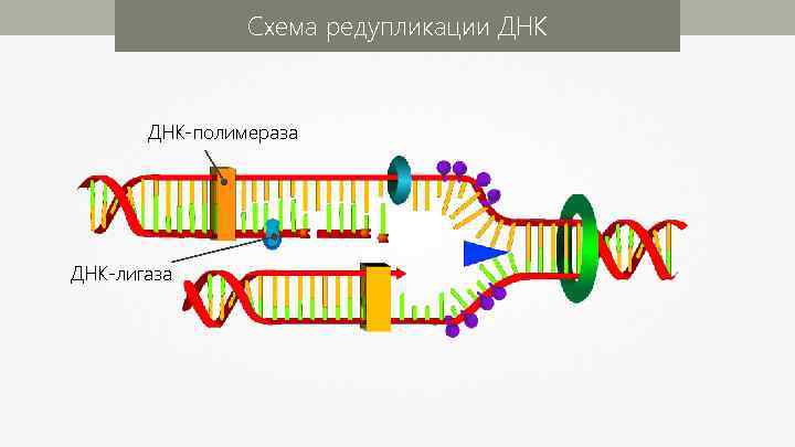 Схема редупликации ДНК-полимераза ДНК-лигаза 