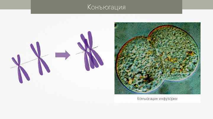 Конъюгация Dr. Eugen Lehle Конъюгация инфузории 