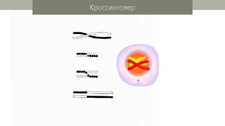 Кроссинговер 