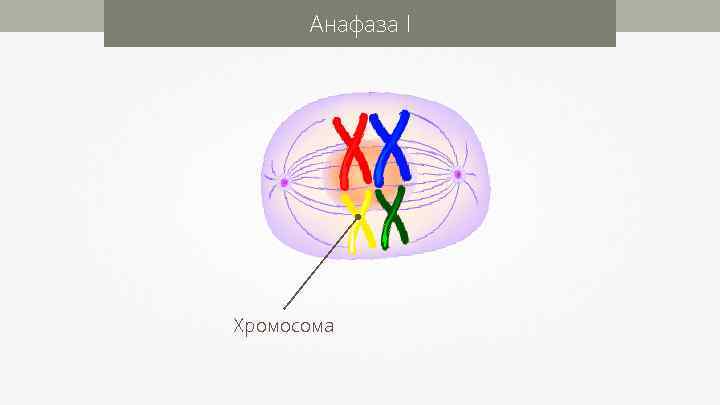 Анафаза I Хромосома 