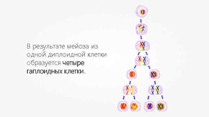 Образование четырех клеток из одной. В результате мейоза из одной диплоидной клетки. Гаплоидные и диплоидные клетки. Диплоидная клетка. Конъюгация мейоз.