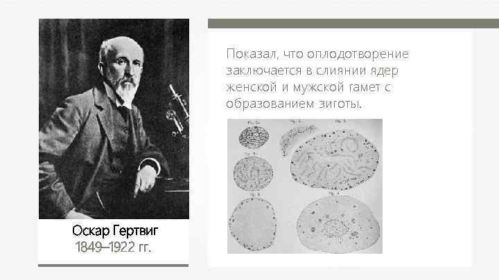 Показал, что оплодотворение заключается в слиянии ядер женской и мужской гамет с образованием зиготы.
