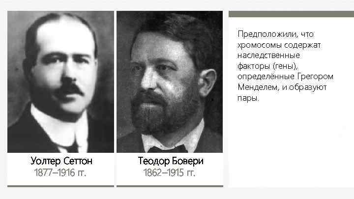 Предположили, что хромосомы содержат наследственные факторы (гены), определённые Грегором Менделем, и образуют пары. Уолтер