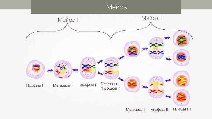 Мейоз II Мейоз I Профаза I Метафаза I Анафаза I Телофаза I (Профаза II)