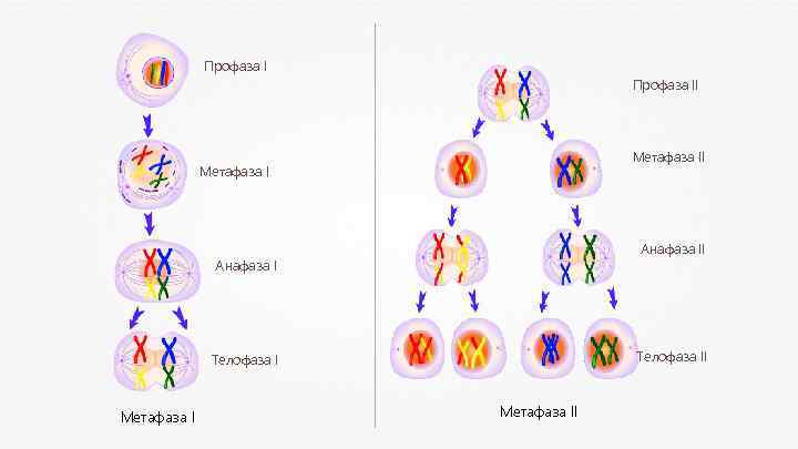 Профаза II Метафаза I Анафаза I Телофаза II Телофаза I Метафаза II 