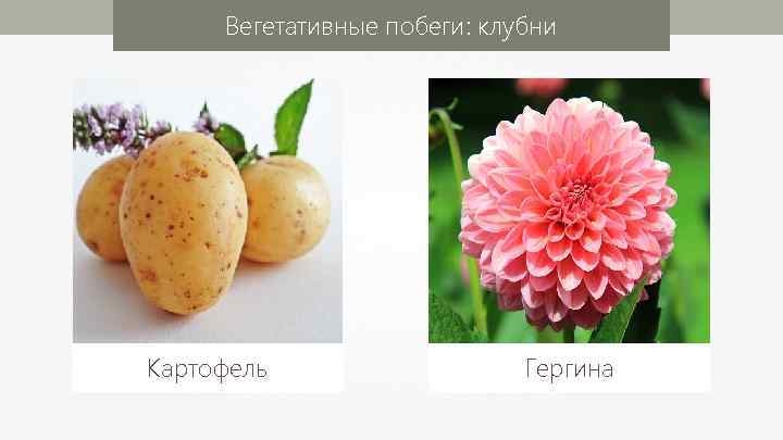 Вегетативные побеги: клубни Картофель Гергина 