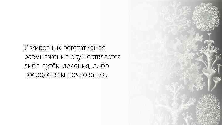 У животных вегетативное размножение осуществляется либо путём деления, либо посредством почкования. 