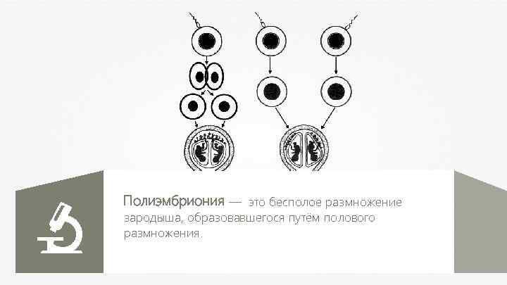 Полиэмбриония — это бесполое размножение зародыша, образовавшегося путём полового размножения. 