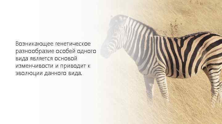 Возникающее генетическое разнообразие особей одного вида является основой изменчивости и приводит к эволюции данного