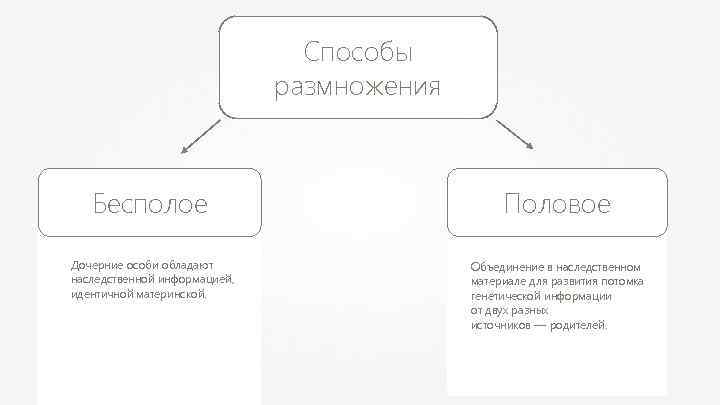 Генотипы дочерних организмов