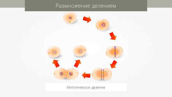 Размножение делением Митотическое деление 