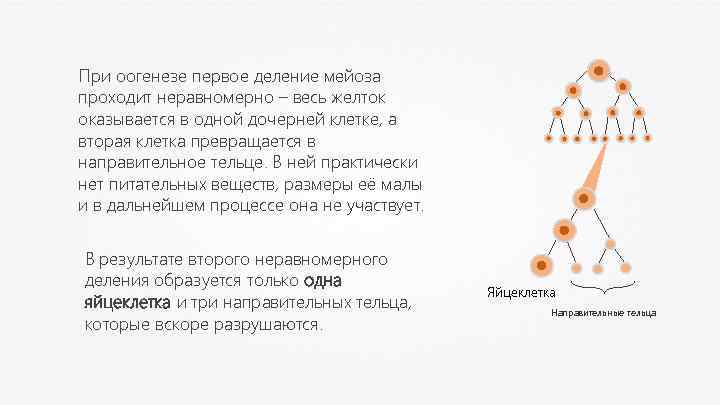 При оогенезе первое деление мейоза проходит неравномерно – весь желток оказывается в одной дочерней