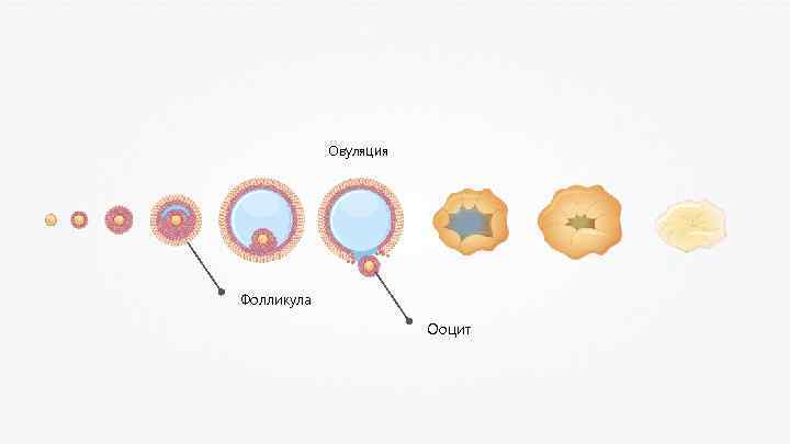 Овуляция Фолликула Ооцит 