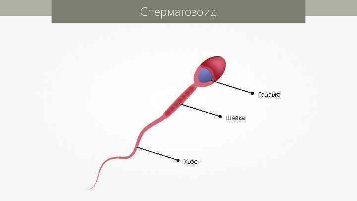 Сперматозоид Головка Шейка Хвост 