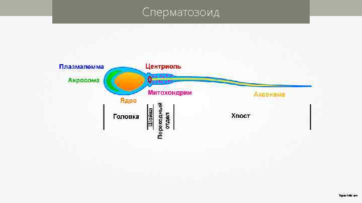 Сперматозоид Tigran Mitr am 